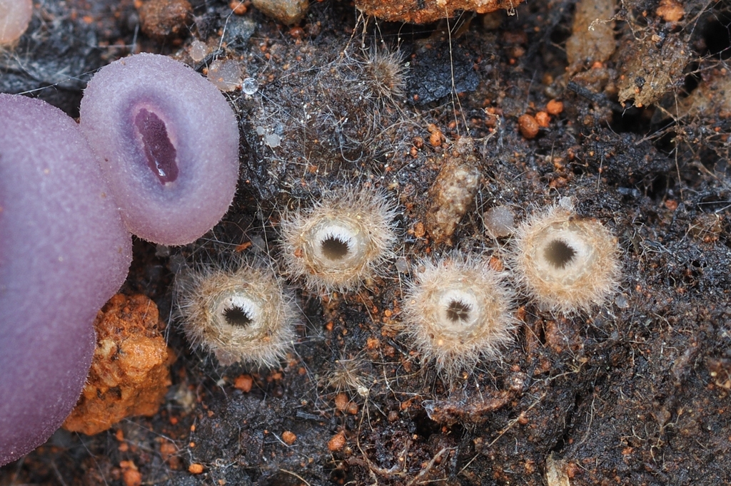 Tricharina cretea