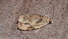 Olethreutes permundana