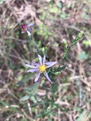Symphyotrichum laeve concinnum