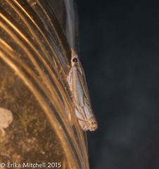 Crambus saltuellus