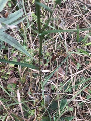 Symphyotrichum laeve concinnum