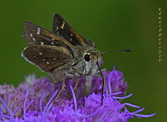 Hesperia attalus slossonae