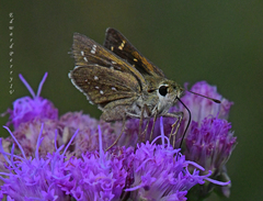Hesperia attalus slossonae