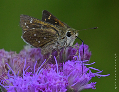 Hesperia attalus slossonae