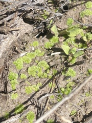 Riccia cavernosa
