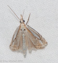 Crambus saltuellus