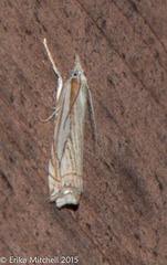 Crambus saltuellus