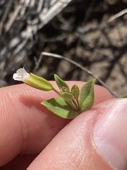 Erythranthe latidens