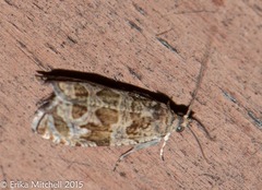 Olethreutes permundana