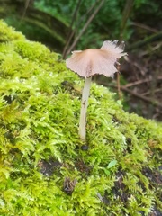 Fungi