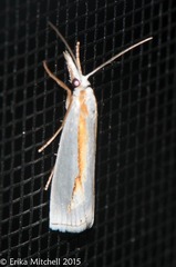 Crambus girardellus