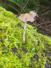 Fungi