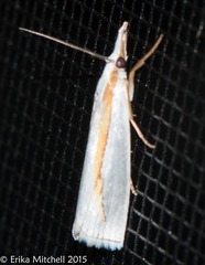 Crambus girardellus