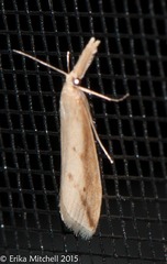 Donacaula melinellus