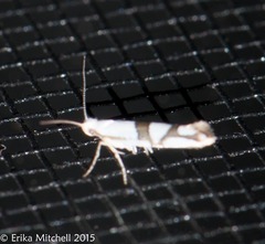 Argyresthia oreasella