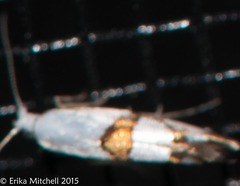 Argyresthia oreasella
