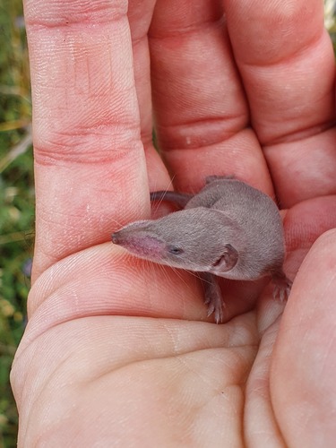 Pygmy White-toothed Shrew