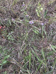 Symphyotrichum laeve concinnum