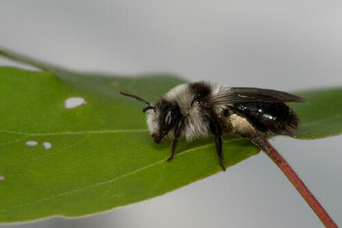 Ashy Mining Bee