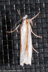 Crambus girardellus