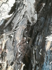 Reticulitermes lucifugus