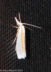 Crambus girardellus