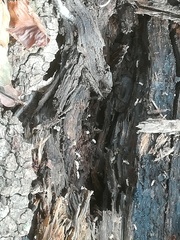 Reticulitermes lucifugus