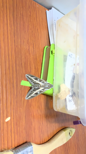 Striped Hawkmoth