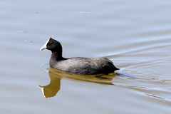 Fulica cristata