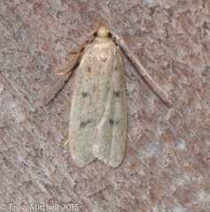 Glyphidocera