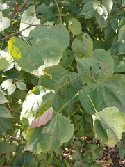 Cercis canadensis