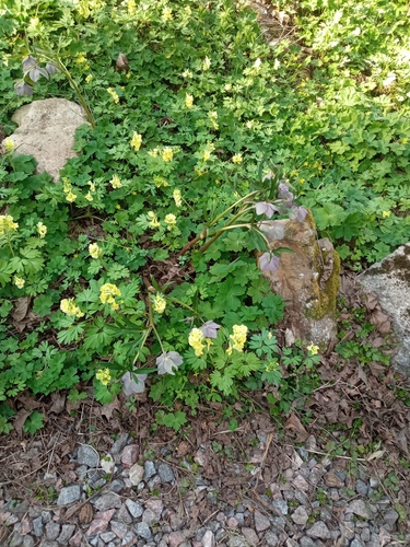Наблюдение на iNaturalist