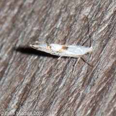 Argyresthia oreasella