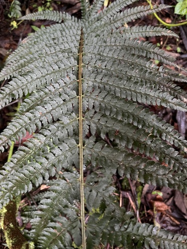 Mexican prickly holly fern (Polystichum muricatum)
