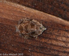 Olethreutes permundana
