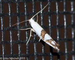 Argyresthia oreasella