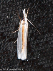 Crambus girardellus