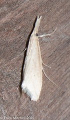 Donacaula melinellus