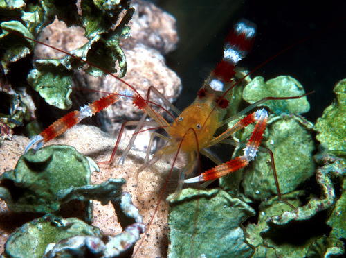 Golden Coral Shrimp