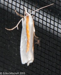 Crambus girardellus
