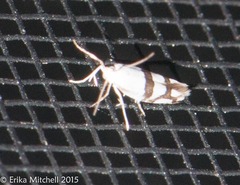 Argyresthia oreasella