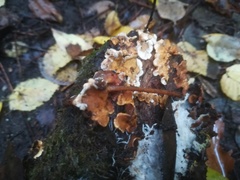 Fungi