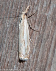 Crambus saltuellus