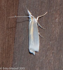 Crambus girardellus