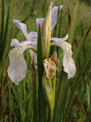 Iris longipetala