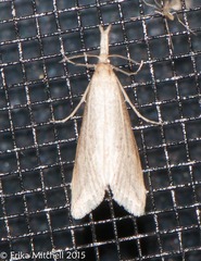 Donacaula melinellus