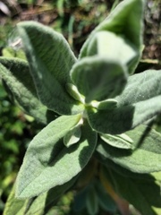 Cistus albidus image