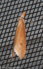 Donacaula melinellus