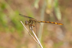 Aphylla angustifolia