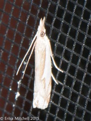 Crambus bidens